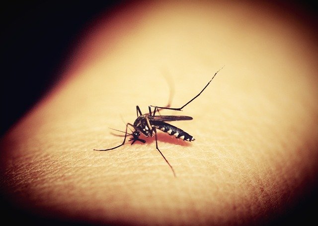 Mosquito transmisor de enfermedades infecciosas.
Pixabay