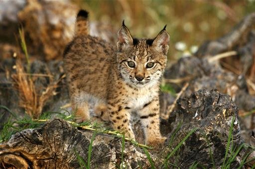 Ejemplar de lince ibérico.
POOL MONCLOA