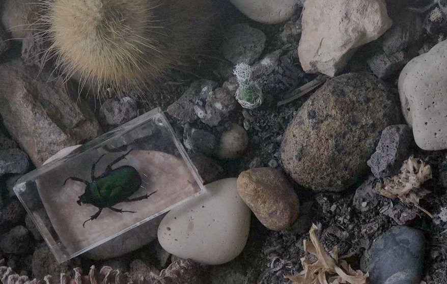 El fotógrafo Chema Gil presenta en Ciudadela su exposición ‘Antinatura’, una reflexión sobre la artificialización de la naturaleza. AP